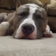 sleepydog.eth