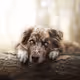 SilentShepherd