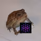 Tchapito