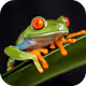 _Froggo_