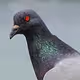 ThePigeonConspiracy