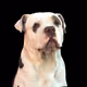 Aito_The_DOG
