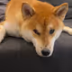 dogensea