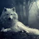 Lipizzaner
