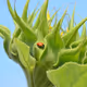 AurumNonVulgi