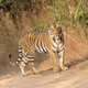 Hardeepksingh