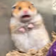 Hampster