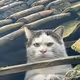 awooo11