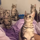 NancyCat