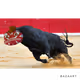 CDMofficial4