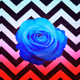 blu5rose