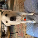 DogDad95