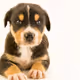 puppppperrr