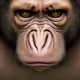 APEs_have_FEELINGs