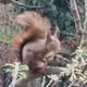 Squirelli