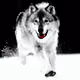 WhitEFanG_za