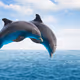 DolphinCrew