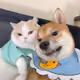 zdkddkhxl