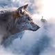 HERMIT_WOLF