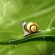GreenVision