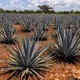 OaxacanRancho