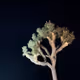 NFTreeSociety