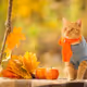CAT_DOG_1455