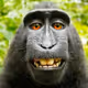 criptokong