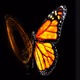 0x75a7d979a05cbf6a85b1a7738824a5159d3b59a9