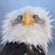 EaglesNFT