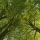 TreeTown