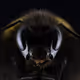 Corebananastain