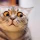 paopao58