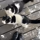 small-cat-cute