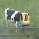 moo-