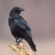 RavenLlord