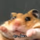 RATATOLI
