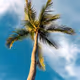 PalmettoNFT
