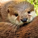 OtterXaris