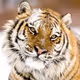 TigerForse