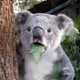 BROWN_KOALA