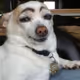 Chodester