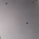 Peterfjccjd