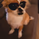 Gatomtz
