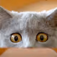 cutietootie