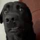 RuhhRoh