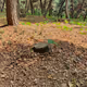 Tree_of_ourlife