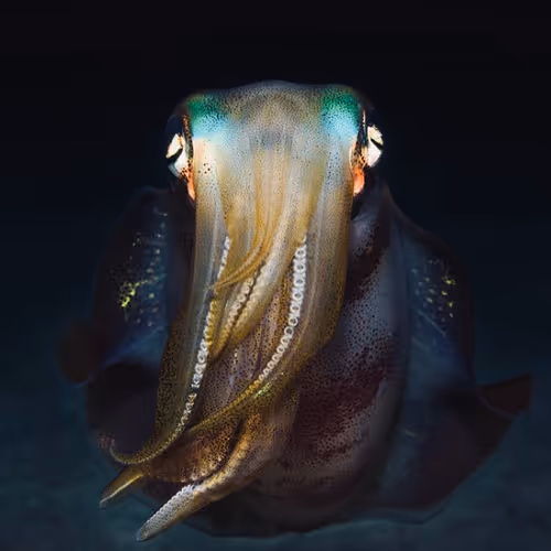 OpenSea profile picture for @DETESTABLE