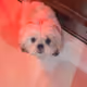 queenluna