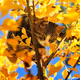 CATS_LOVING545
